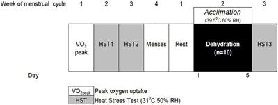 Effectiveness of Short-Term Heat Acclimation on Intermittent Sprint Performance With Moderately Trained Females Controlling for Menstrual Cycle Phase